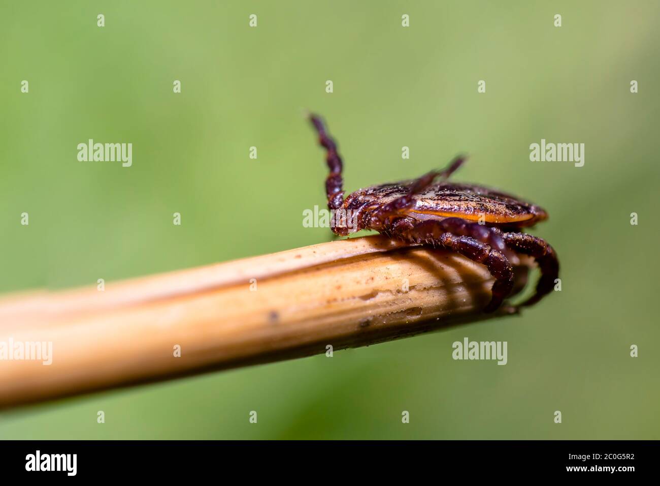 Blood sucking ticks in high grass on the season meadow Stock Photo Alamy