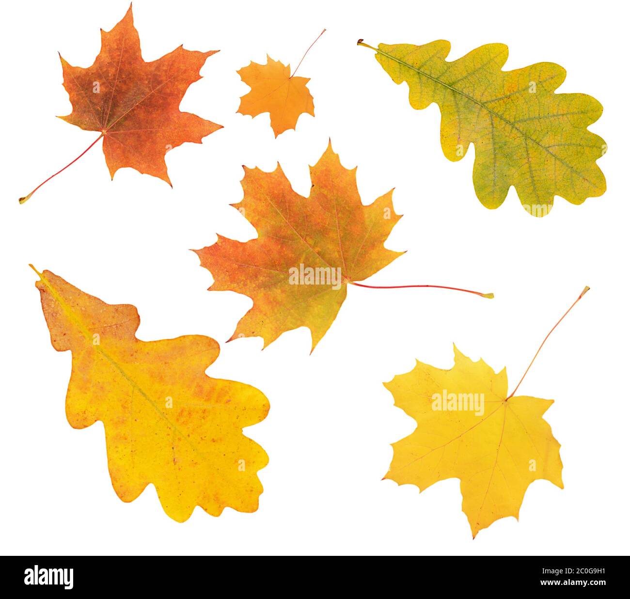 Autumn oak leaves isolated on white Stock Photo - Alamy