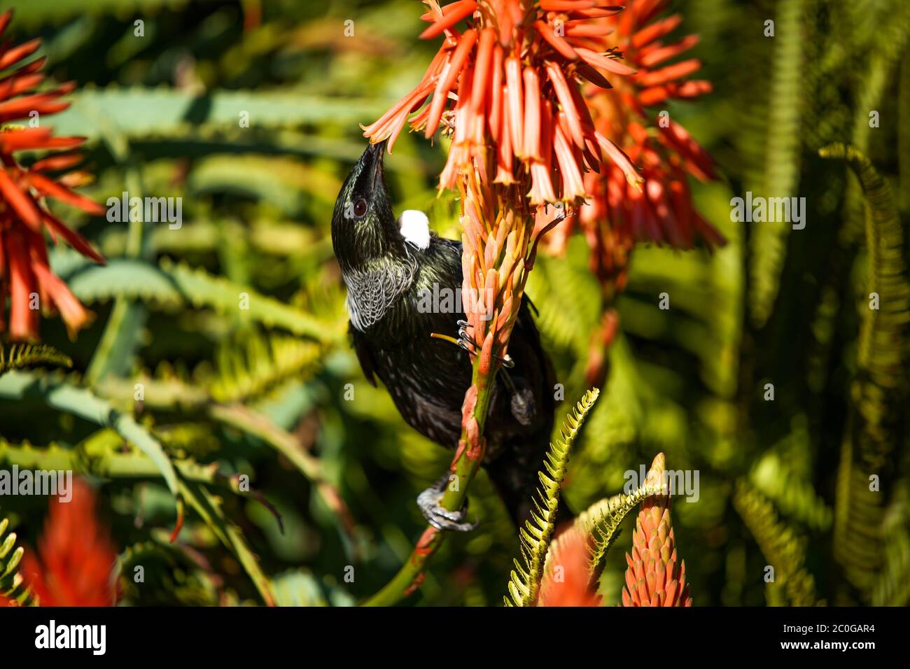 New Zealand Tui drinking nectar from an Aloe flower. Stock Photo