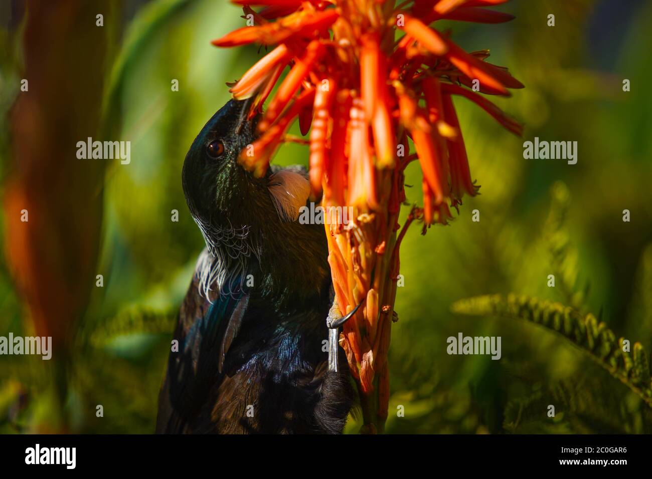 New Zealand Tui drinking nectar from an Aloe flower. Stock Photo