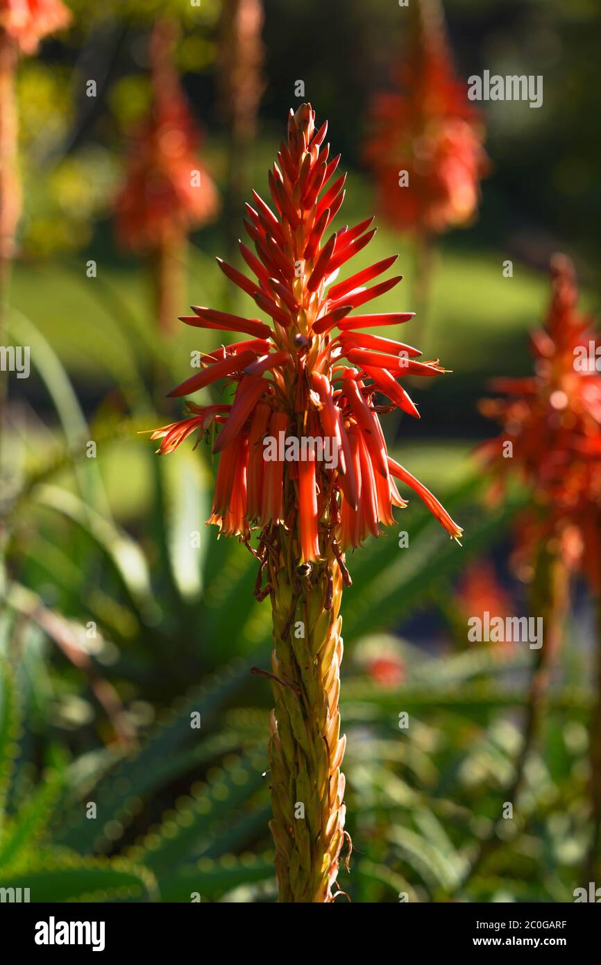Aloe spinosissima, Spider Aloe, Gold tooth Aloe Stock Photo