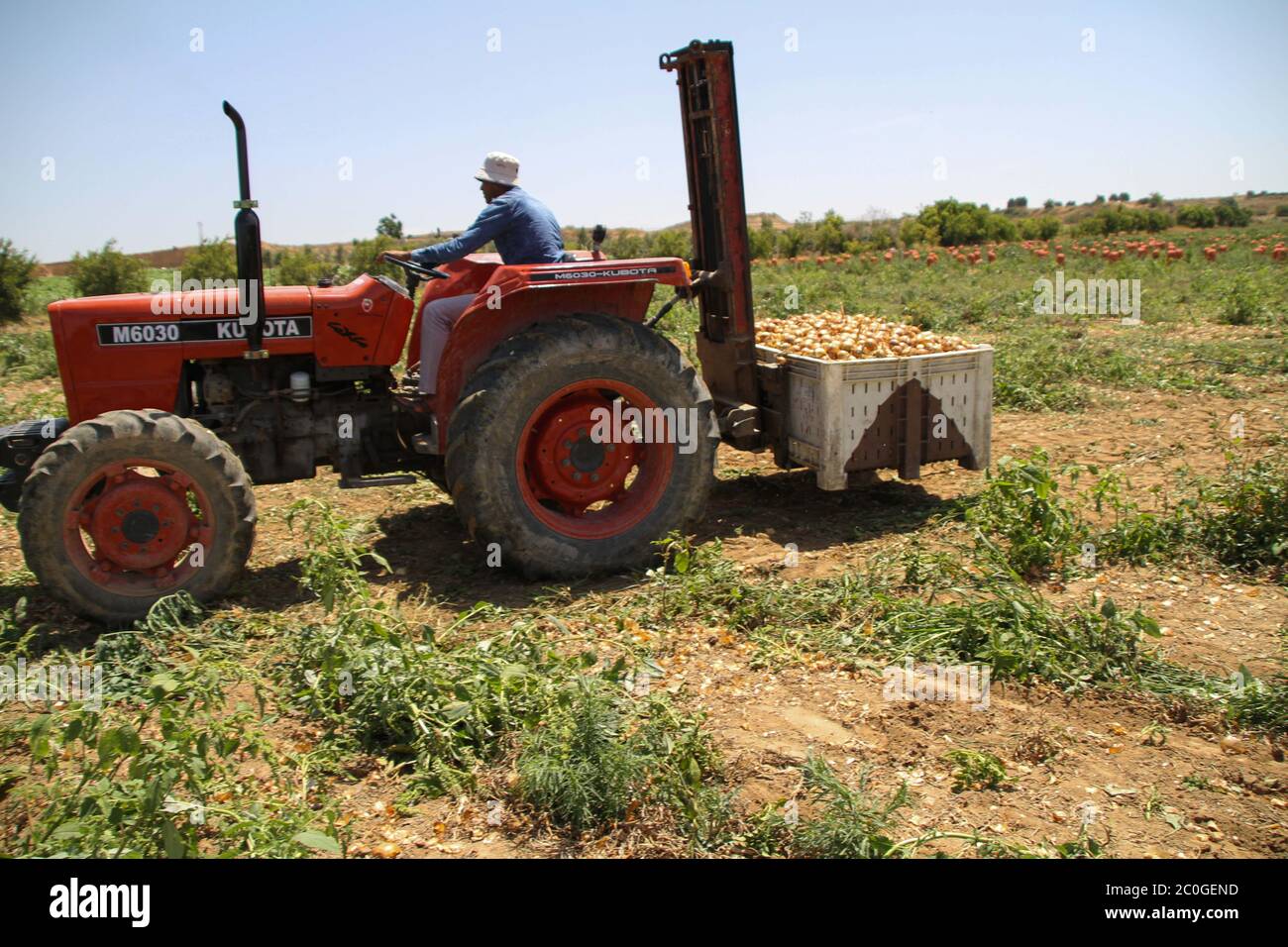 Palestinian Farming Palestinian perseverance hi-res stock photography and images - Alamy