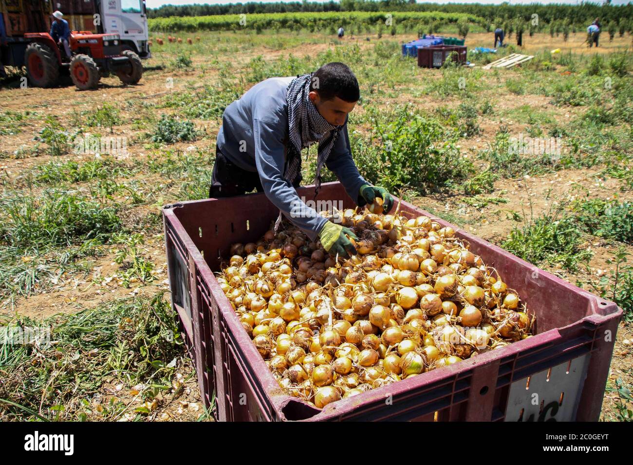 Palestinian Farming Palestinian perseverance hi-res stock photography and images - Alamy
