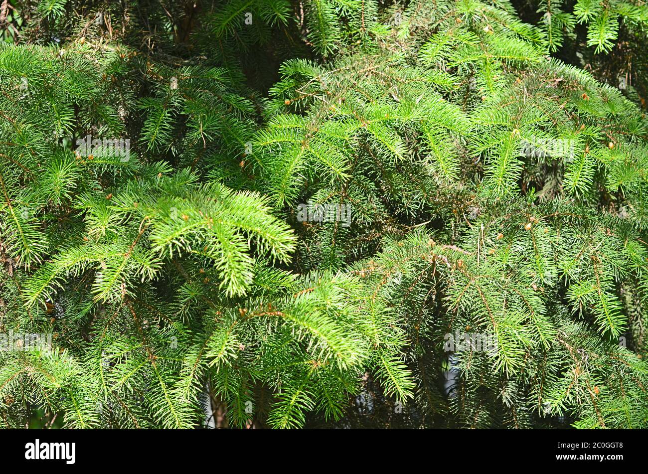 Green branches of fir-tree close up Stock Photo
