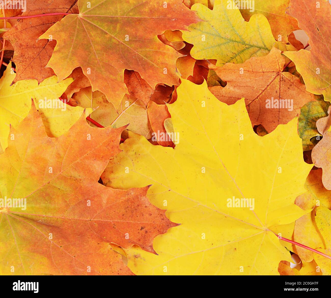 Gold leaves tree close up hi-res stock photography and images - Alamy