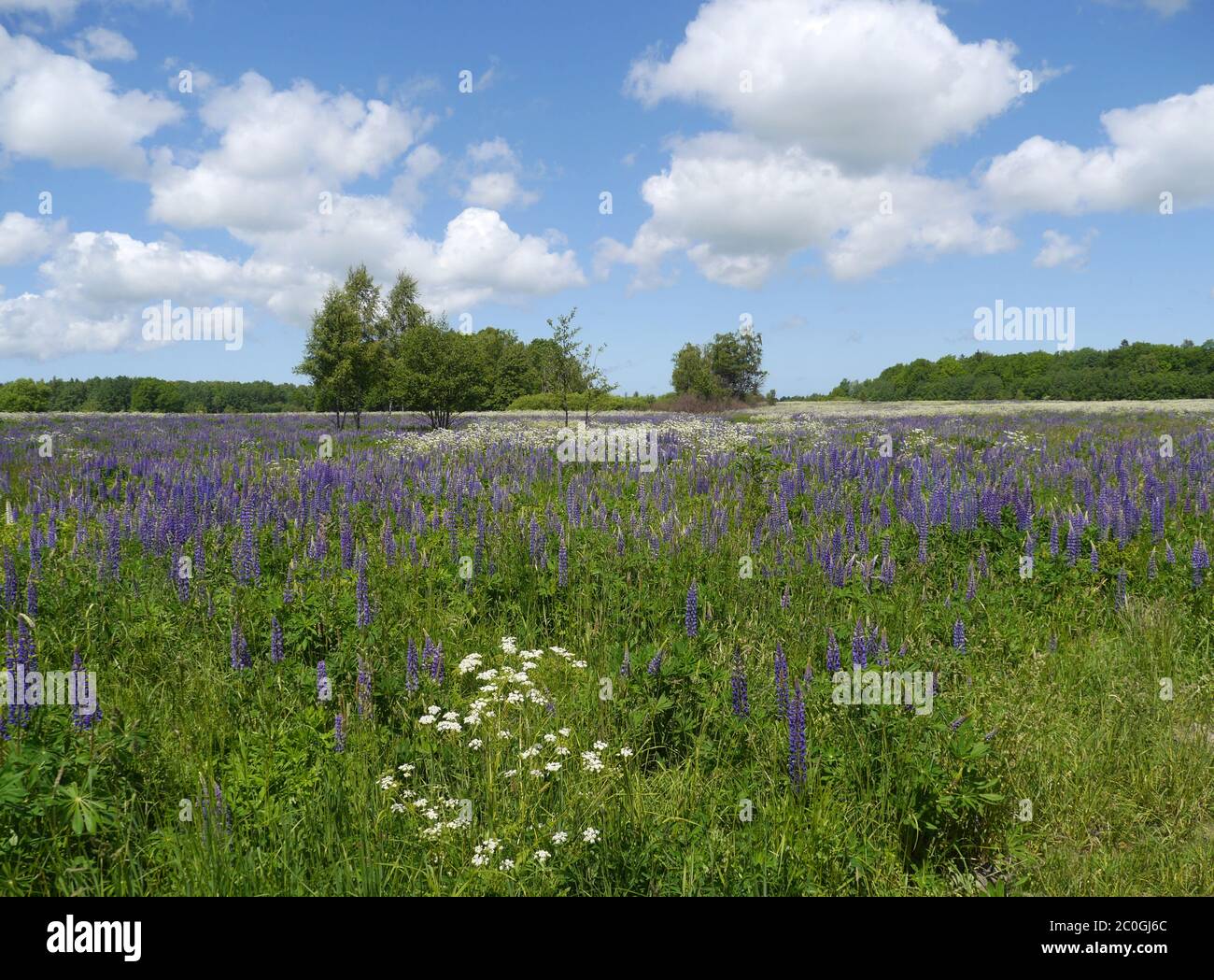 Summer meadow with lupines in East Prussia Stock Photo