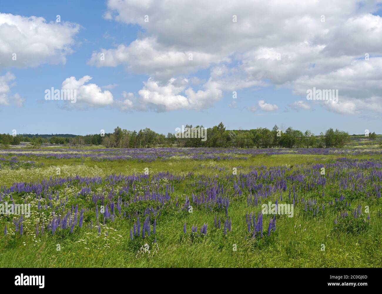 Summer meadow with lupines in East Prussia Stock Photo