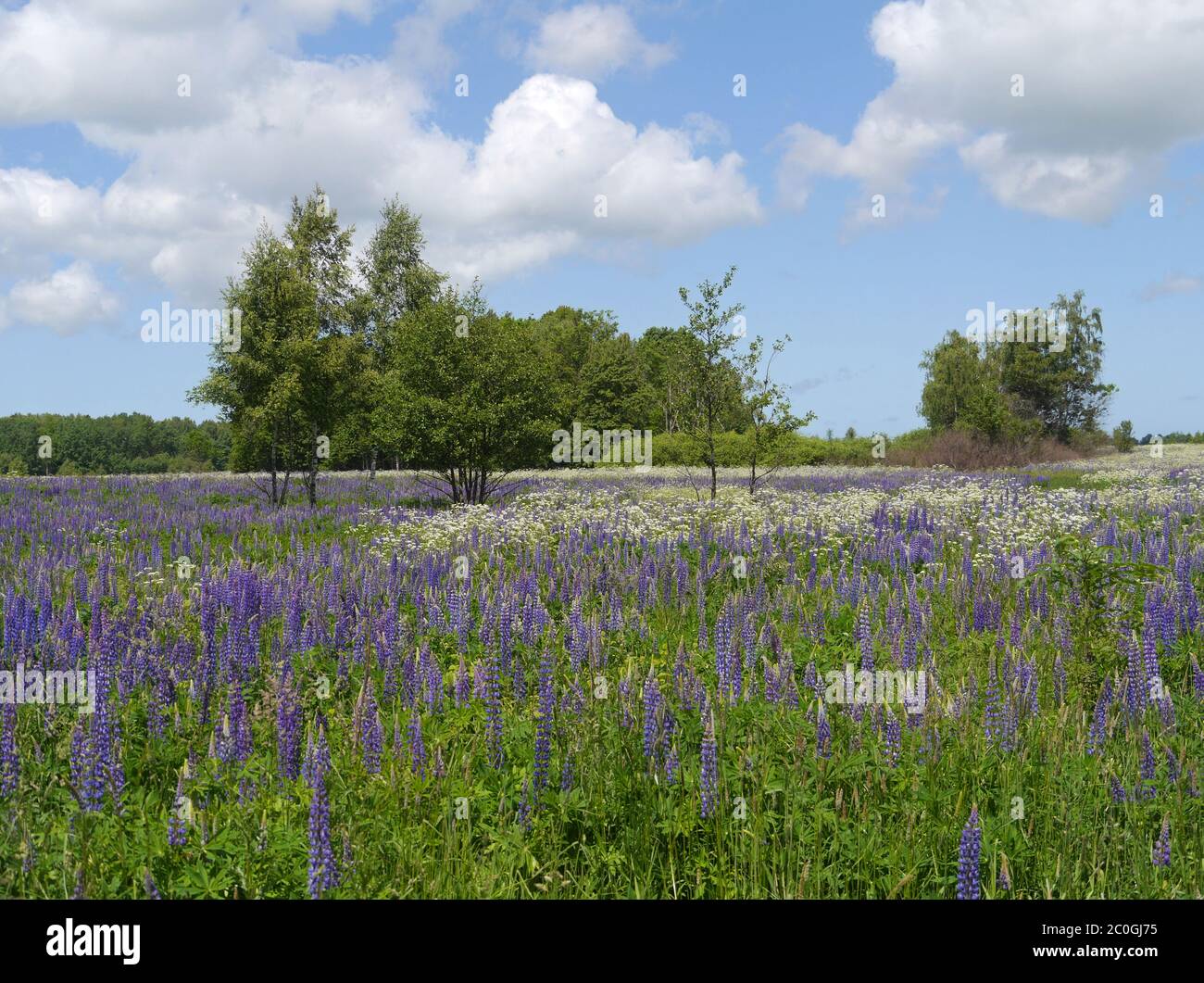 Summer meadow with lupines in East Prussia Stock Photo
