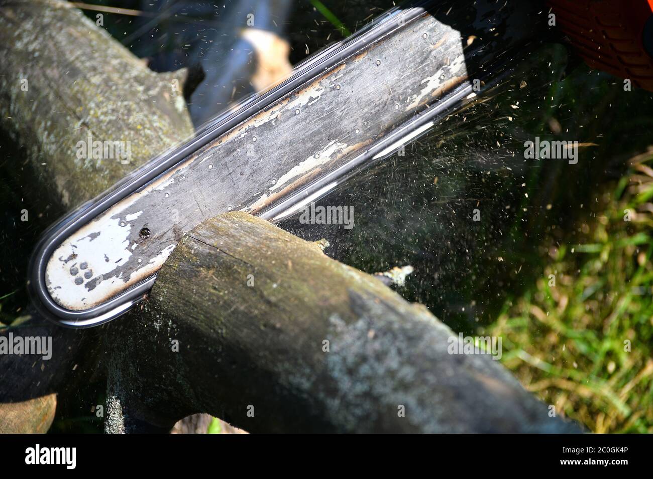 Chainsaw cut wooden logs Stock Photo - Alamy