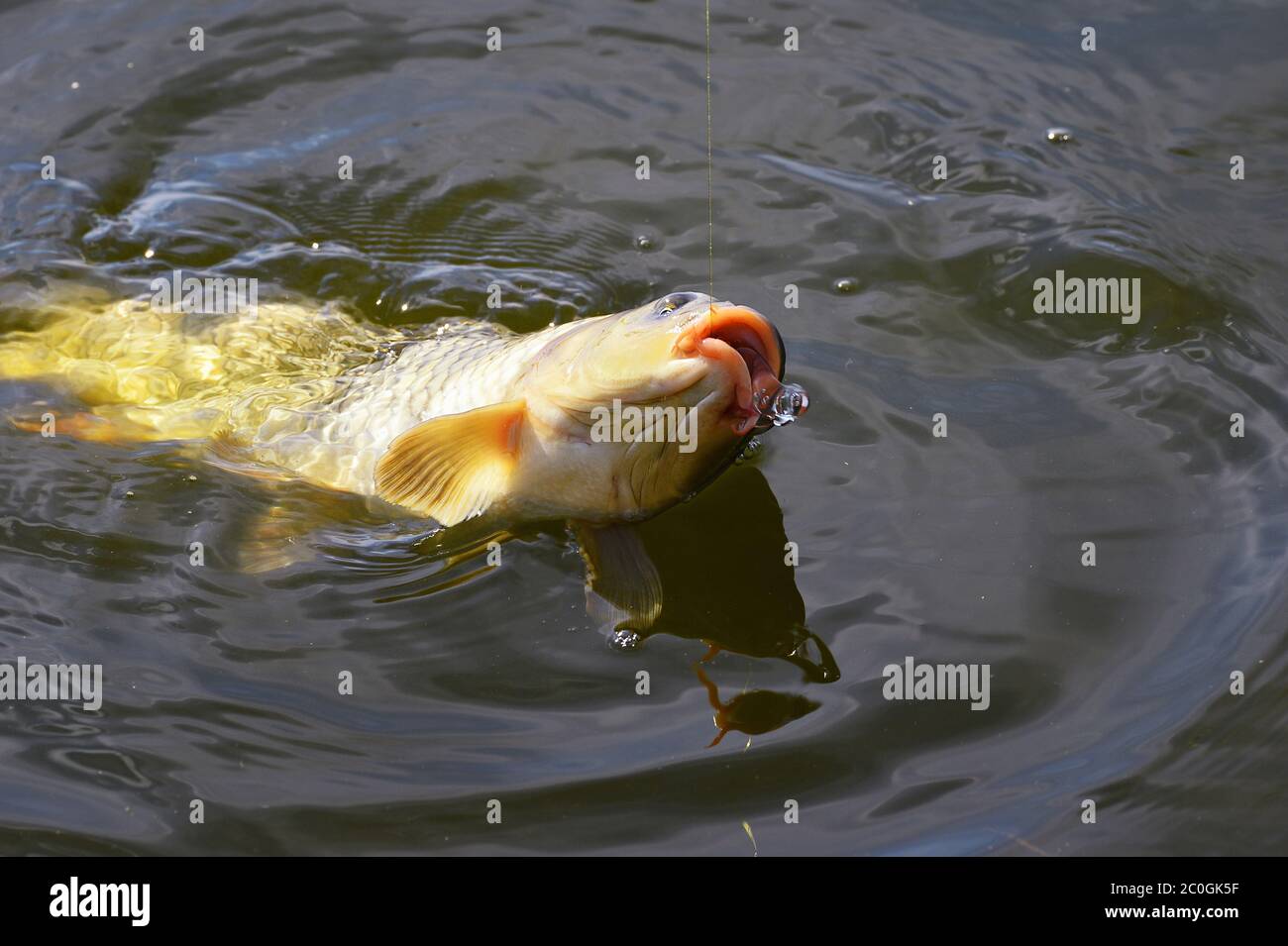 Photo De La Pisciculture Autour De Bâche D'étang Photo stock - Image du  expositions, regroupement: 264468742