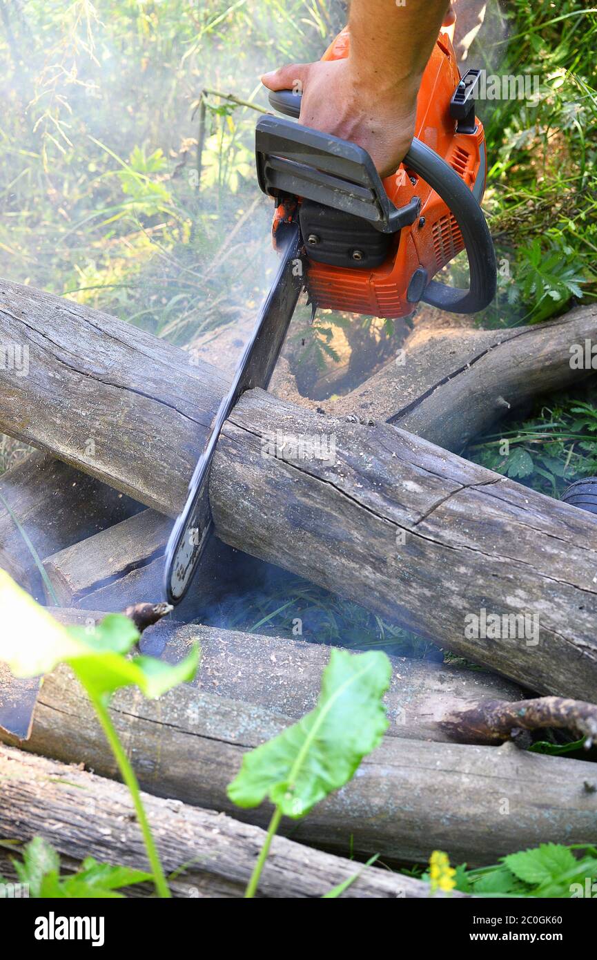 Chainsaw cut wooden logs Stock Photo