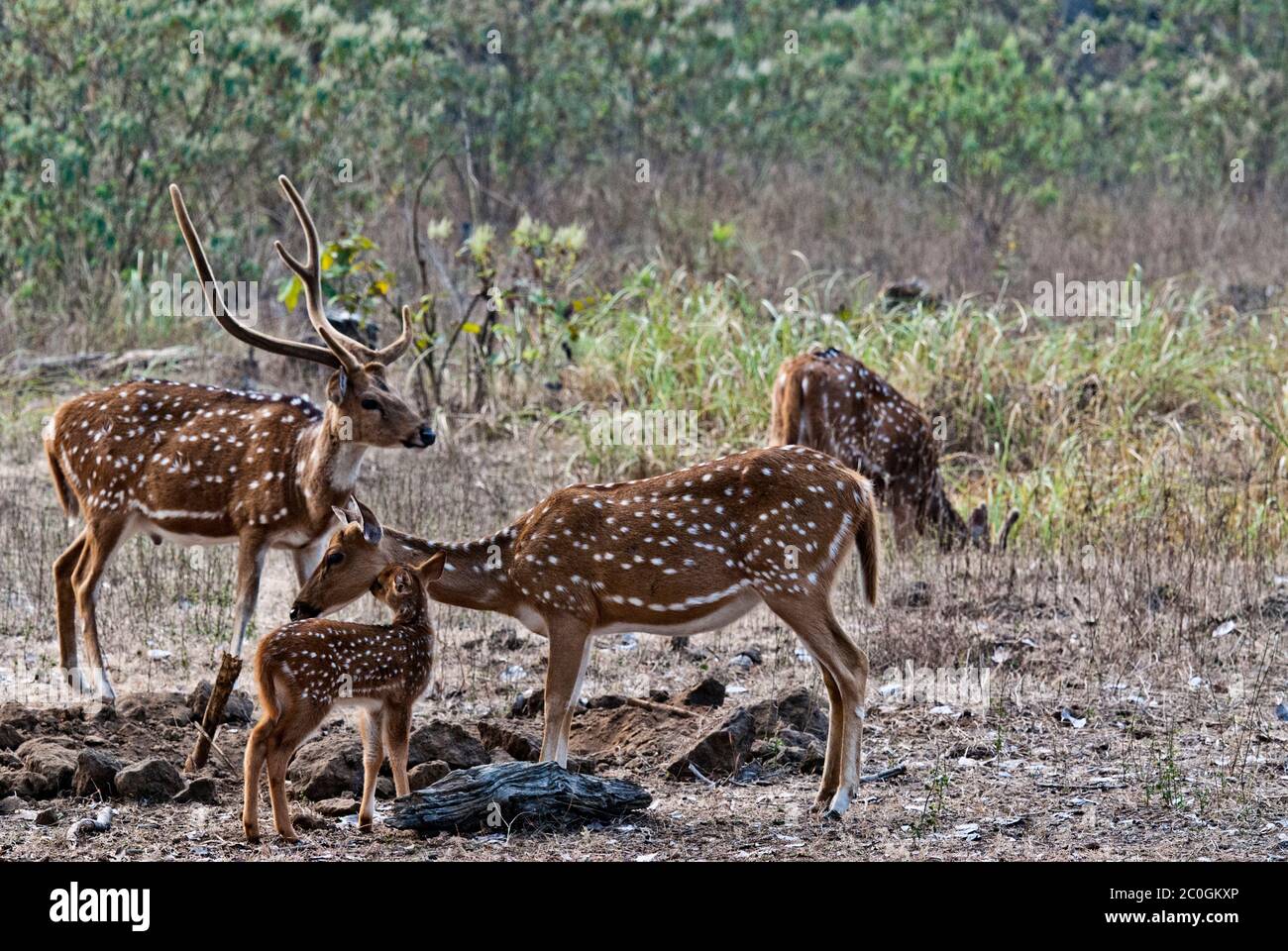 Axis (spotted) deer family (Axis axis) in Bandhavgarh National Park India Stock Photo