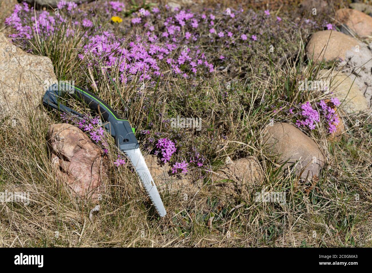 Hand Saw With Teeth For Cutting Thick Branches Round Stones Stick Out Of The Grass Spring Flowers In The Garden Stock Photo Alamy