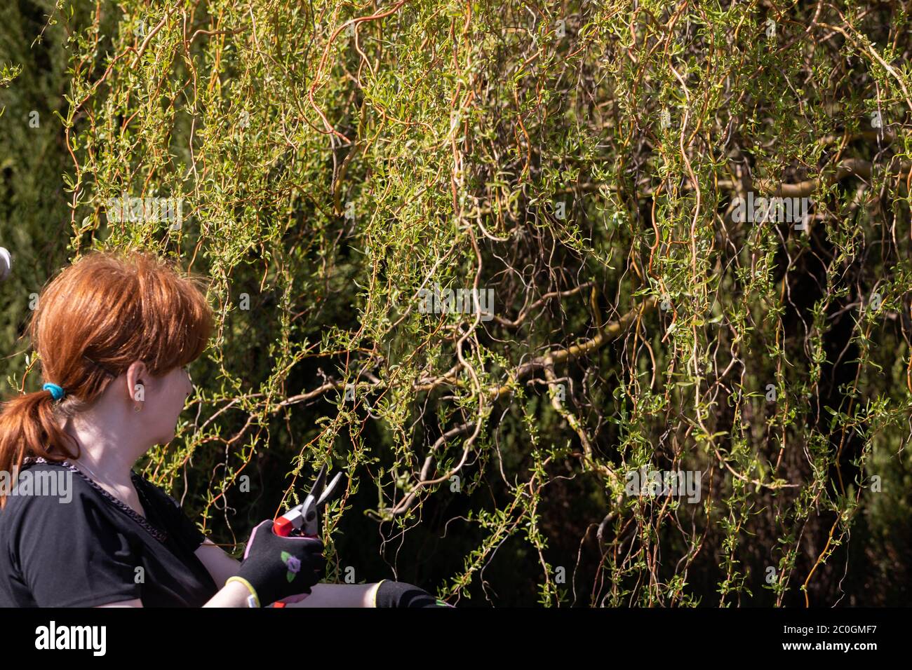Thick weeping willow crown. Spring pruning of branches. Redhaired girl with pruning shears