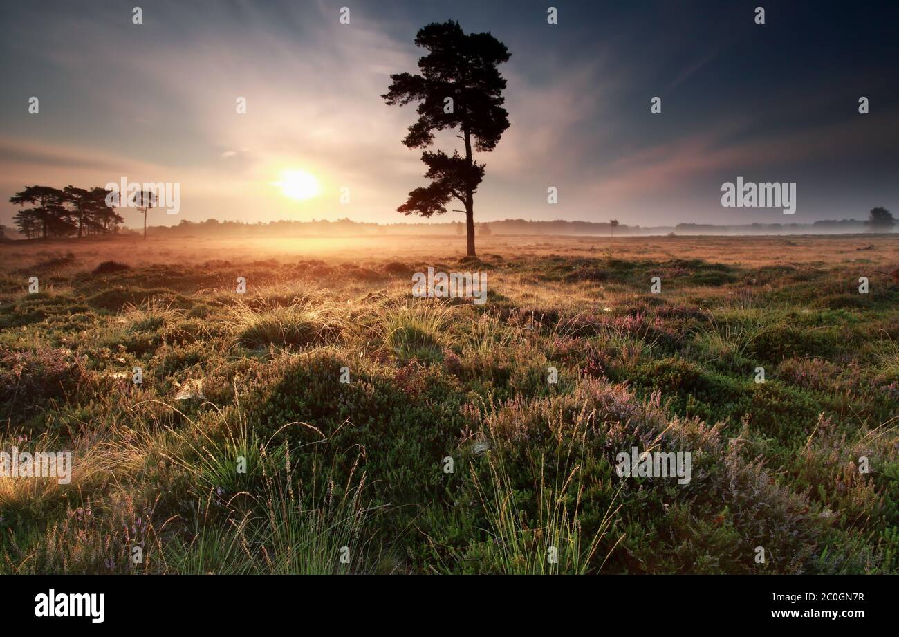 Summer pine tree hi-res stock photography and images - Alamy