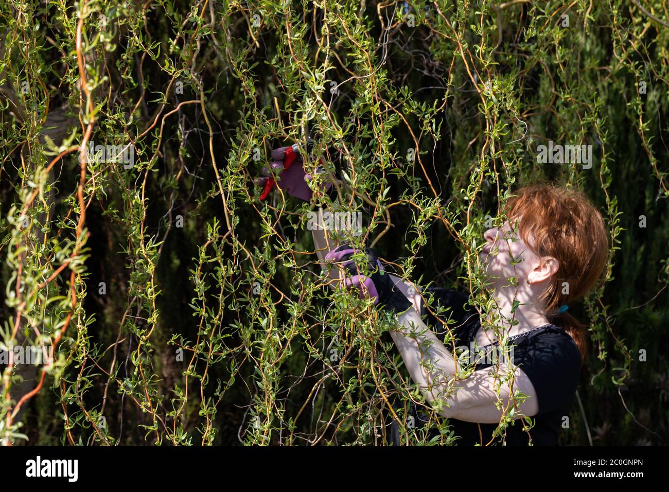 Thick weeping willow crown. Spring pruning of branches. Redhaired girl