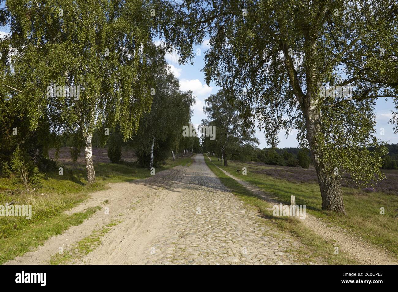 Lüneburger Heide - Carriageway with trees in the landscape Stock Photo ...