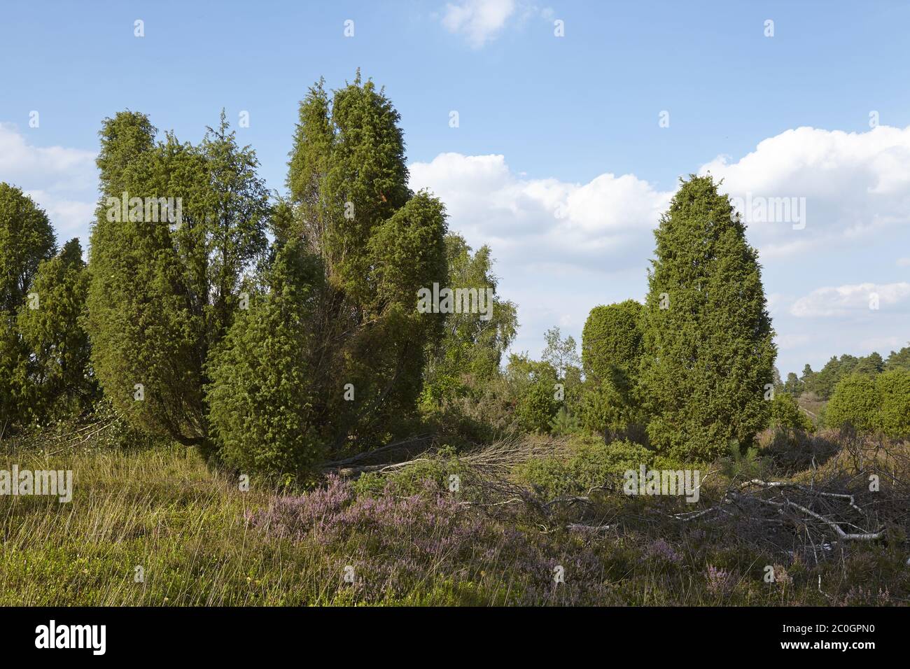 Lüneburger Heide - Landscape with juniper Stock Photo - Alamy