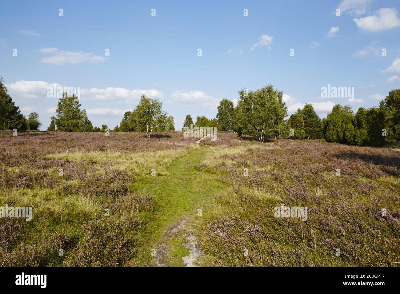 Lüneburger heide landscape hi-res stock photography and images - Alamy