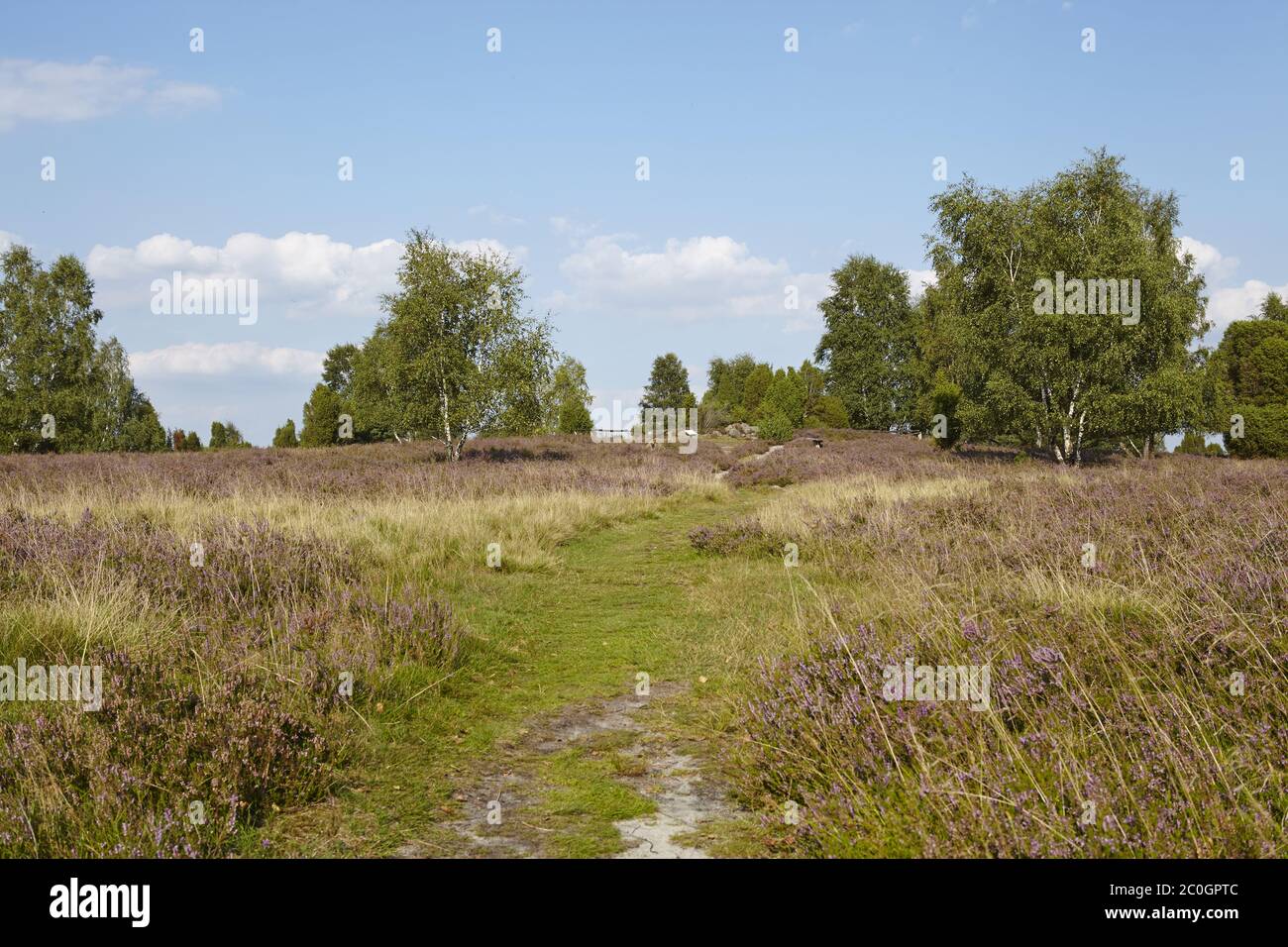 Lüneburger Heide - Landscape Stock Photo - Alamy