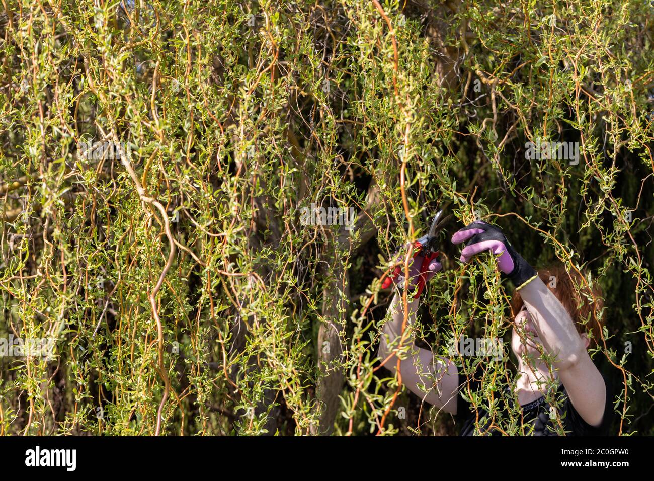 Thick weeping willow crown. Spring pruning of branches. Redhaired girl
