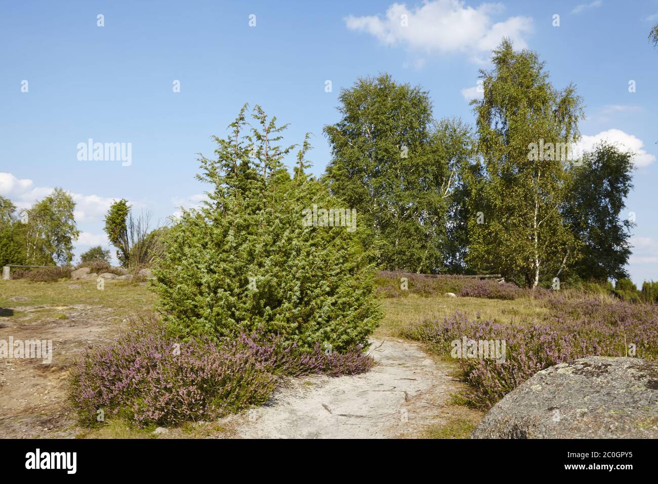 Lüneburger Heide - Landscape Stock Photo - Alamy