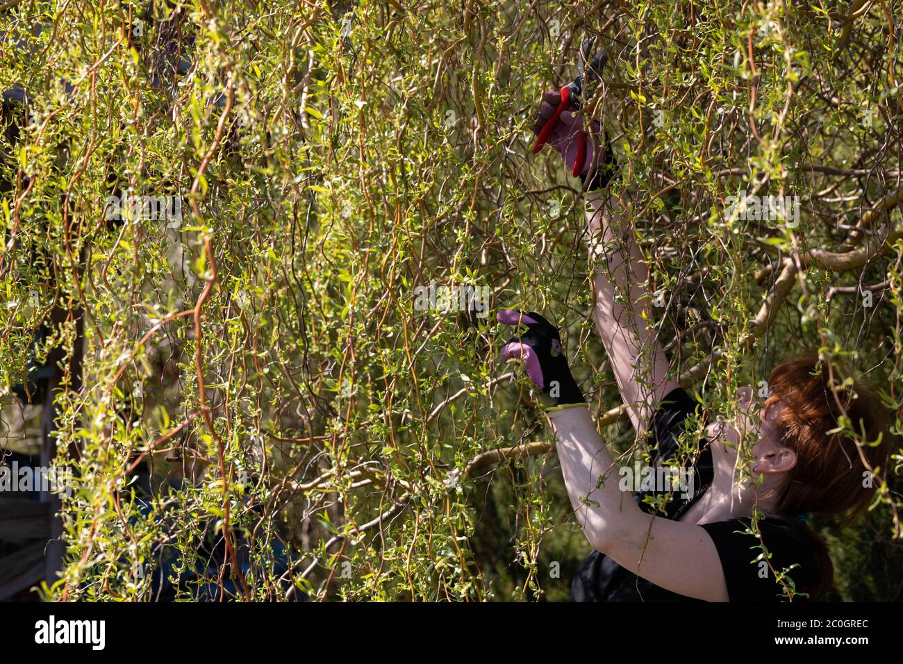 Thick weeping willow crown. Spring pruning of branches. Redhaired girl