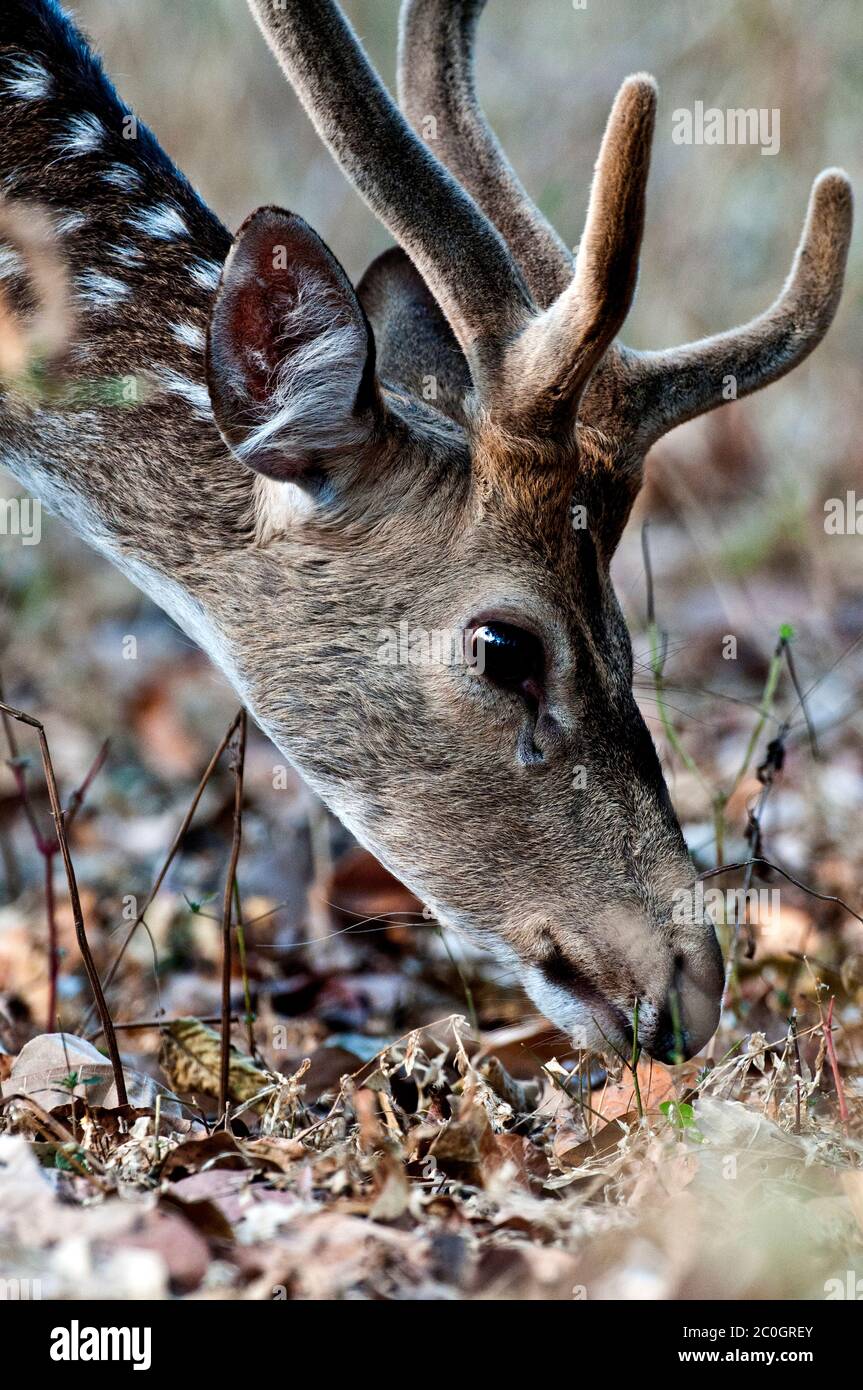 Axis (spotted) deer buck (Axis axis) feeding in Bandhavgarh National