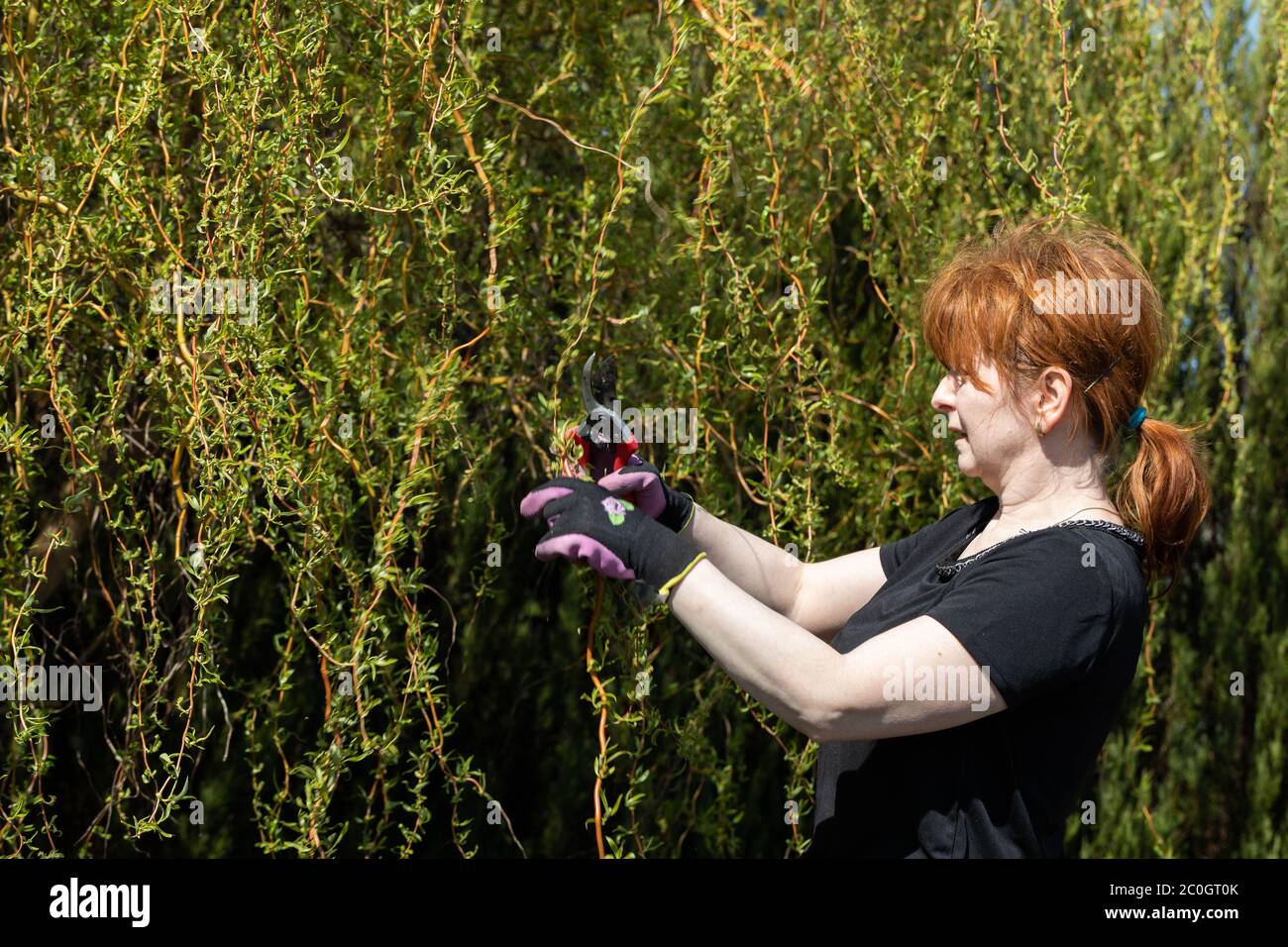 Thick weeping willow crown. Spring pruning of branches. Redhaired girl