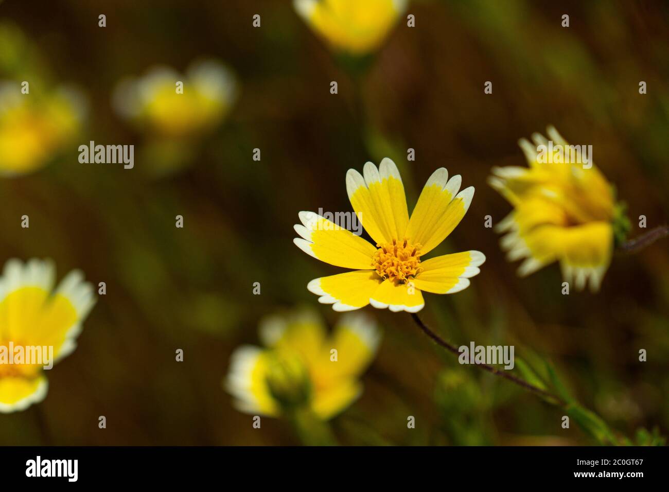 Tidy Tips tidy tip Layia platyglossa (Asteraceae) daisy-like wildflower Stock ...
