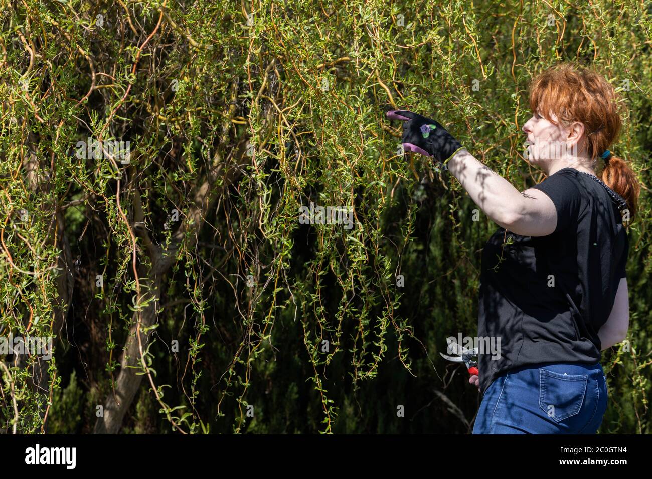 Thick weeping willow crown. Spring pruning of branches. Redhaired girl