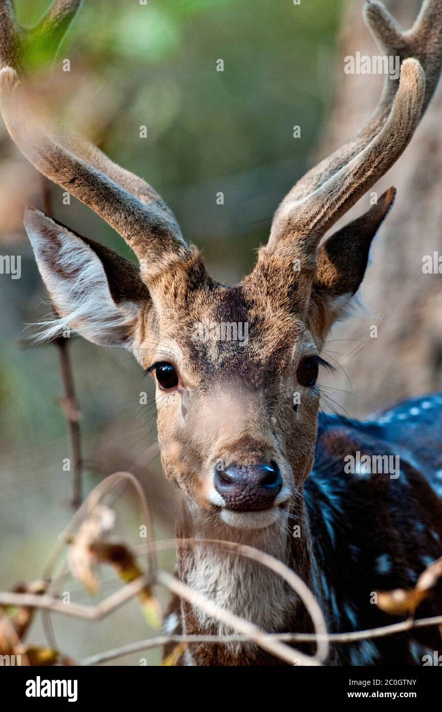 Axis (spotted) deer buck (Axis axis) in Bandhavgarh National Park India Stock Photo