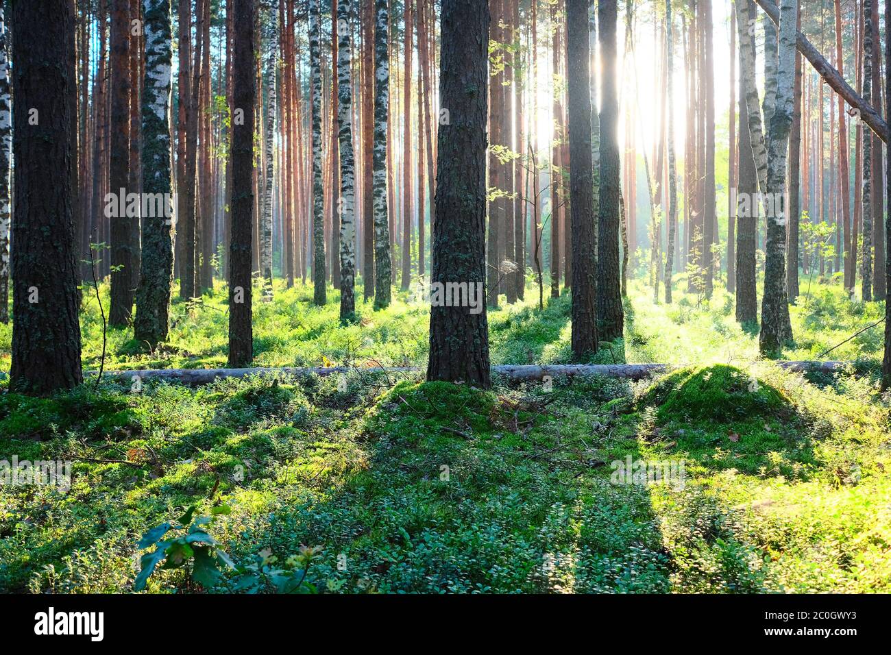 Sunrise in pine forest Stock Photo - Alamy