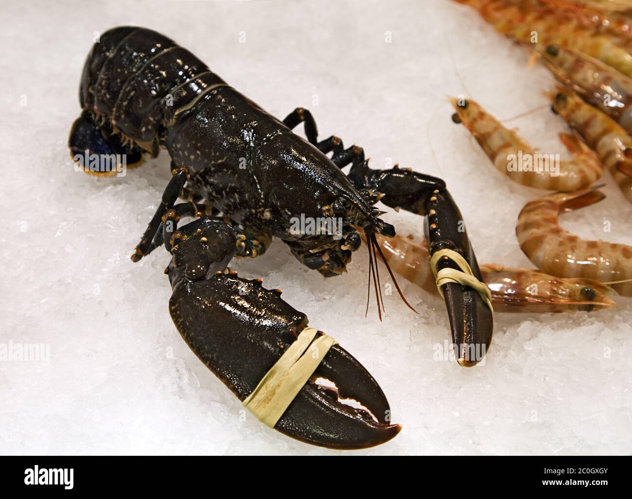 Lobster with tied claws in a market Stock Photo Alamy