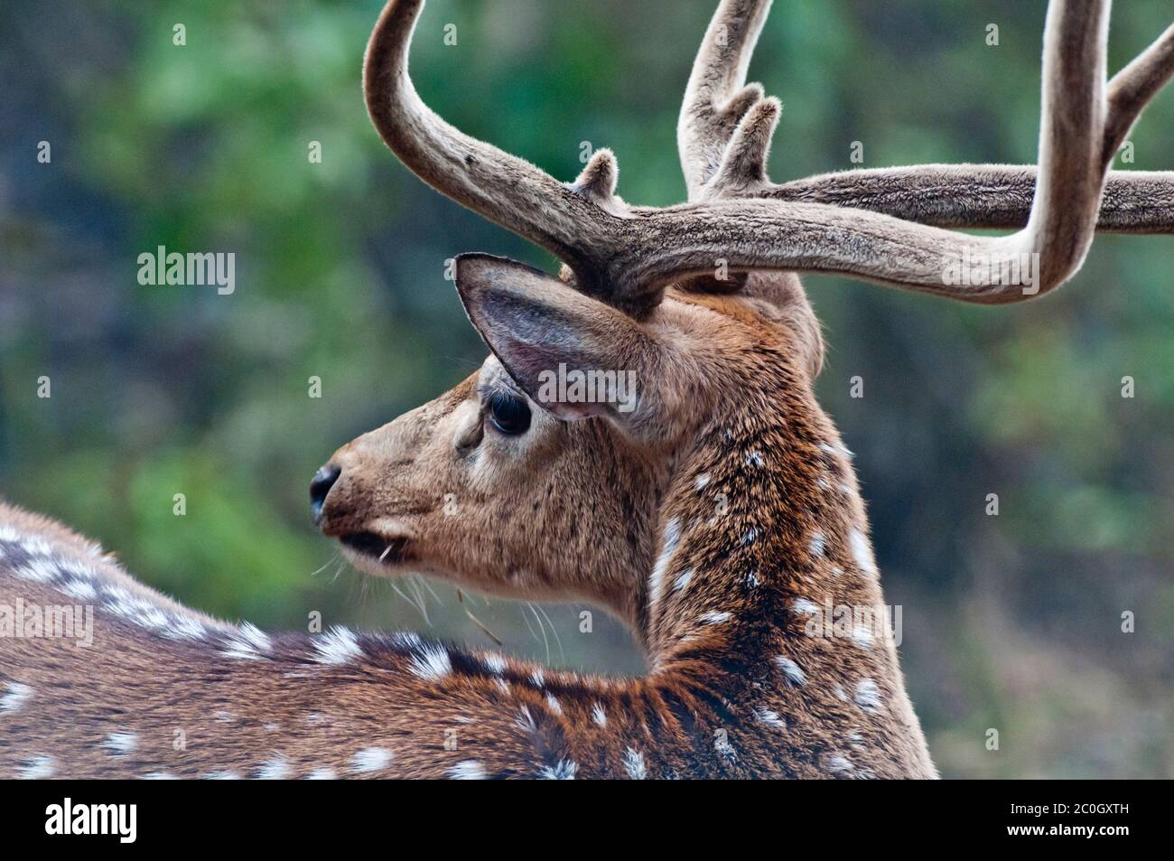 Axis (spotted) deer buck (Axis axis) in Bandhavgarh National Park India