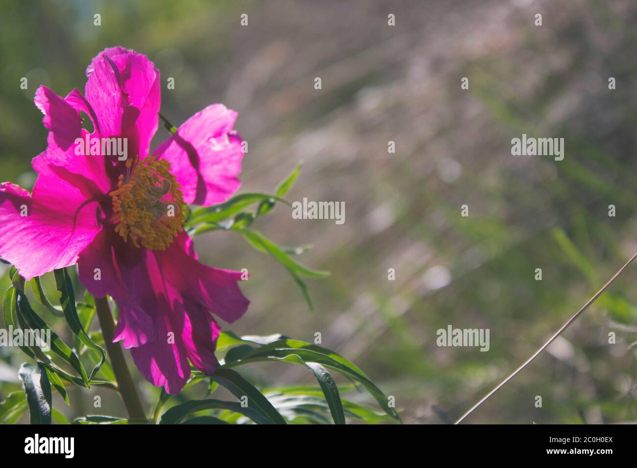 Paeonia anomala. Pink simple peony 'Maryin root' . Copy space. Stock Photo