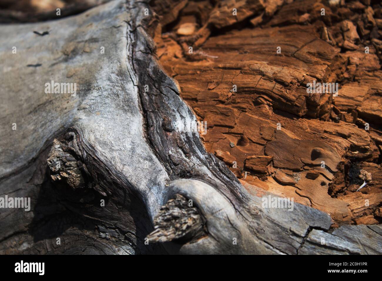 Old grunge trunk. Wooden background and texture. Grunge nature background. Stock Photo