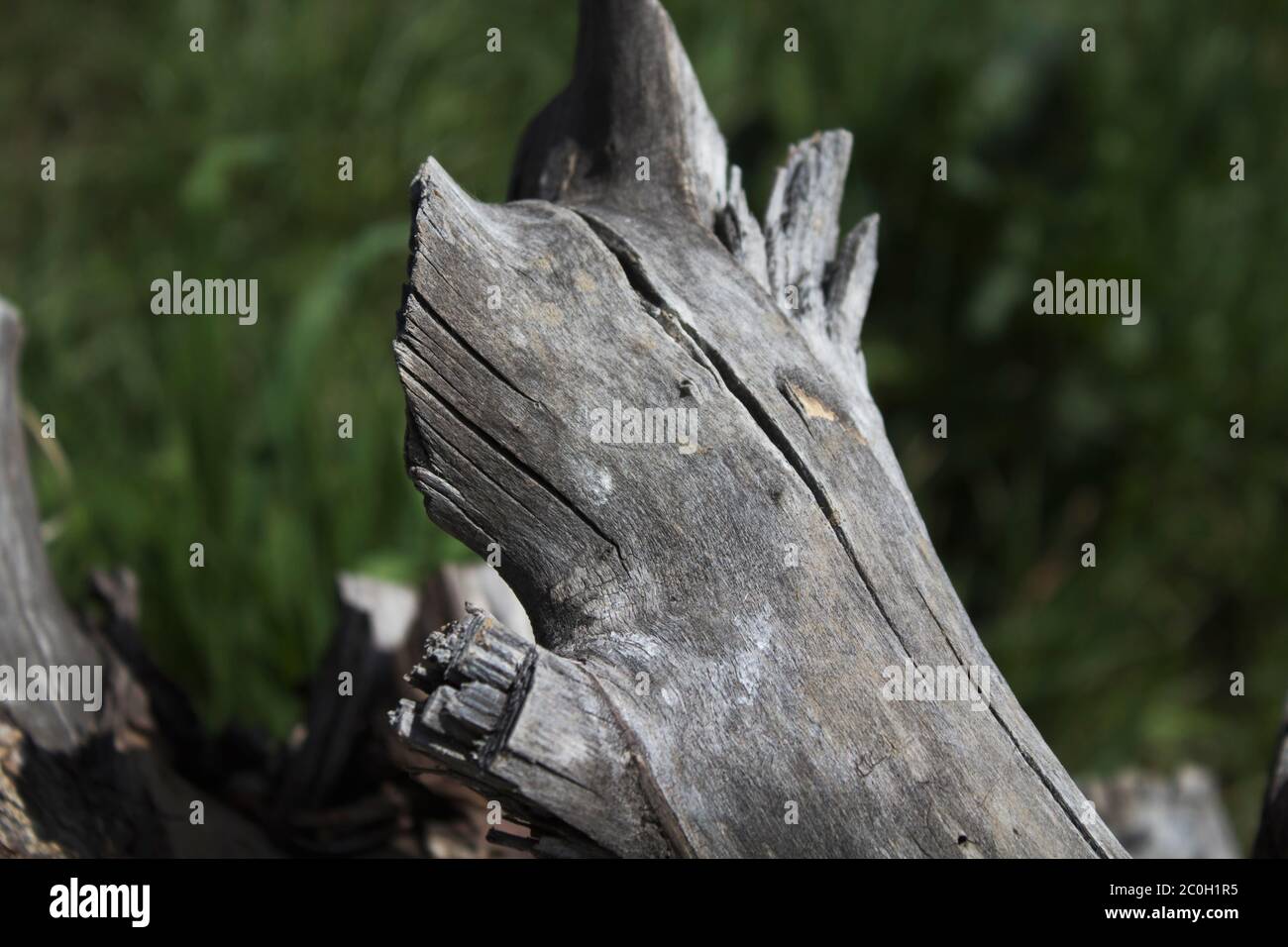 Old cracked tree against gree grass background. Grunge trunk. Stock Photo