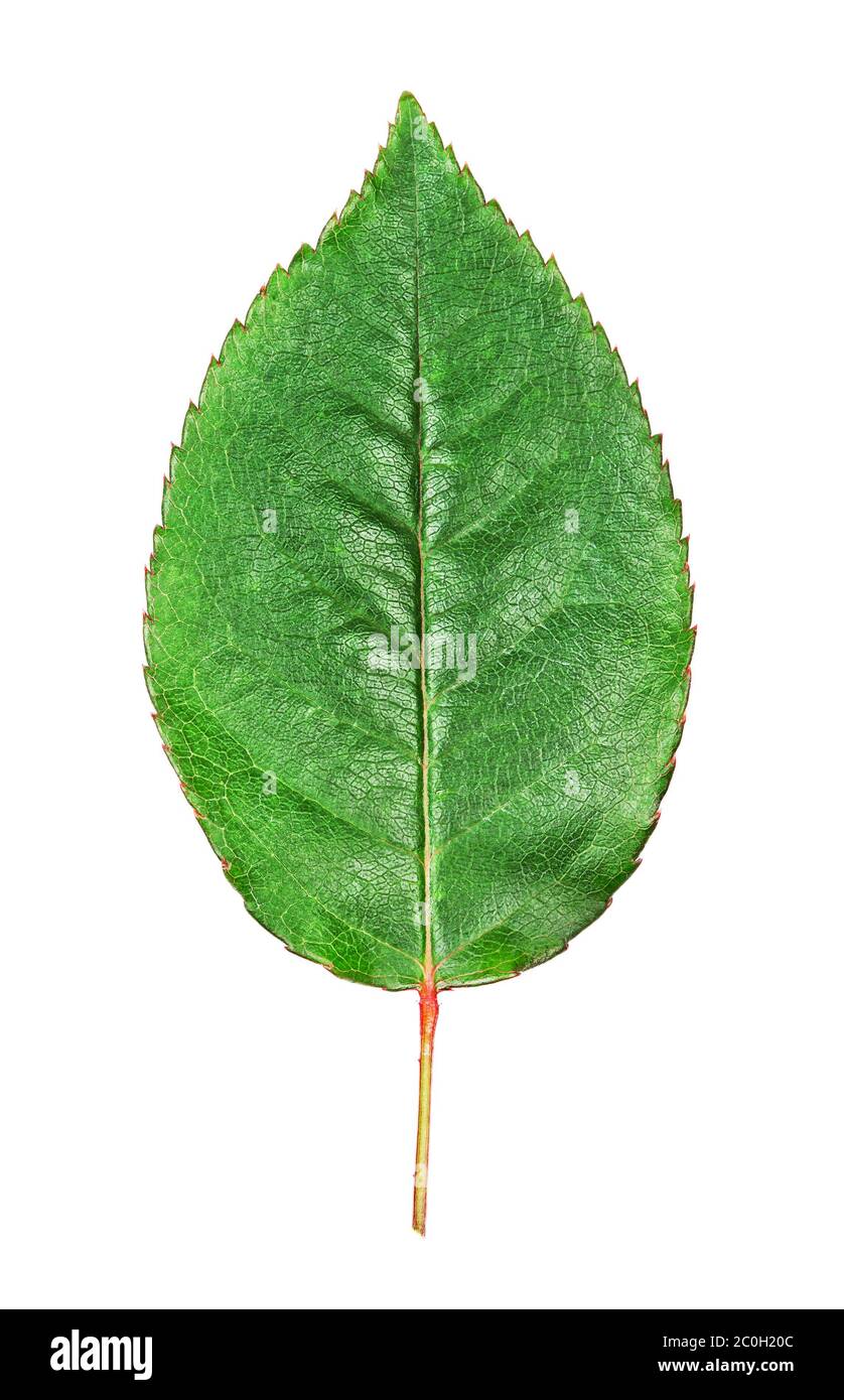 Green Rose Leaf Stock Photo Alamy