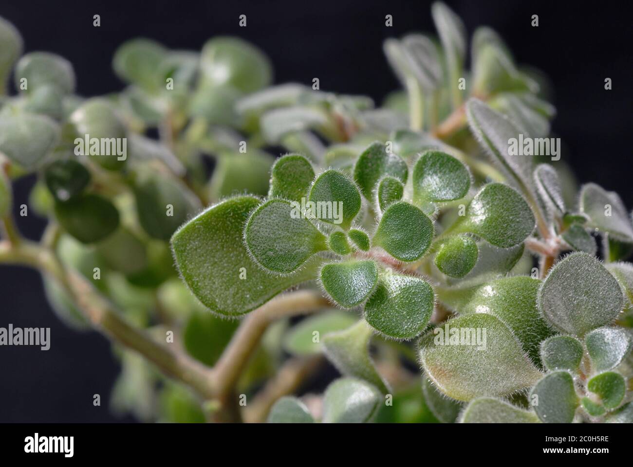 Pot opposite plants hires stock photography and images Alamy