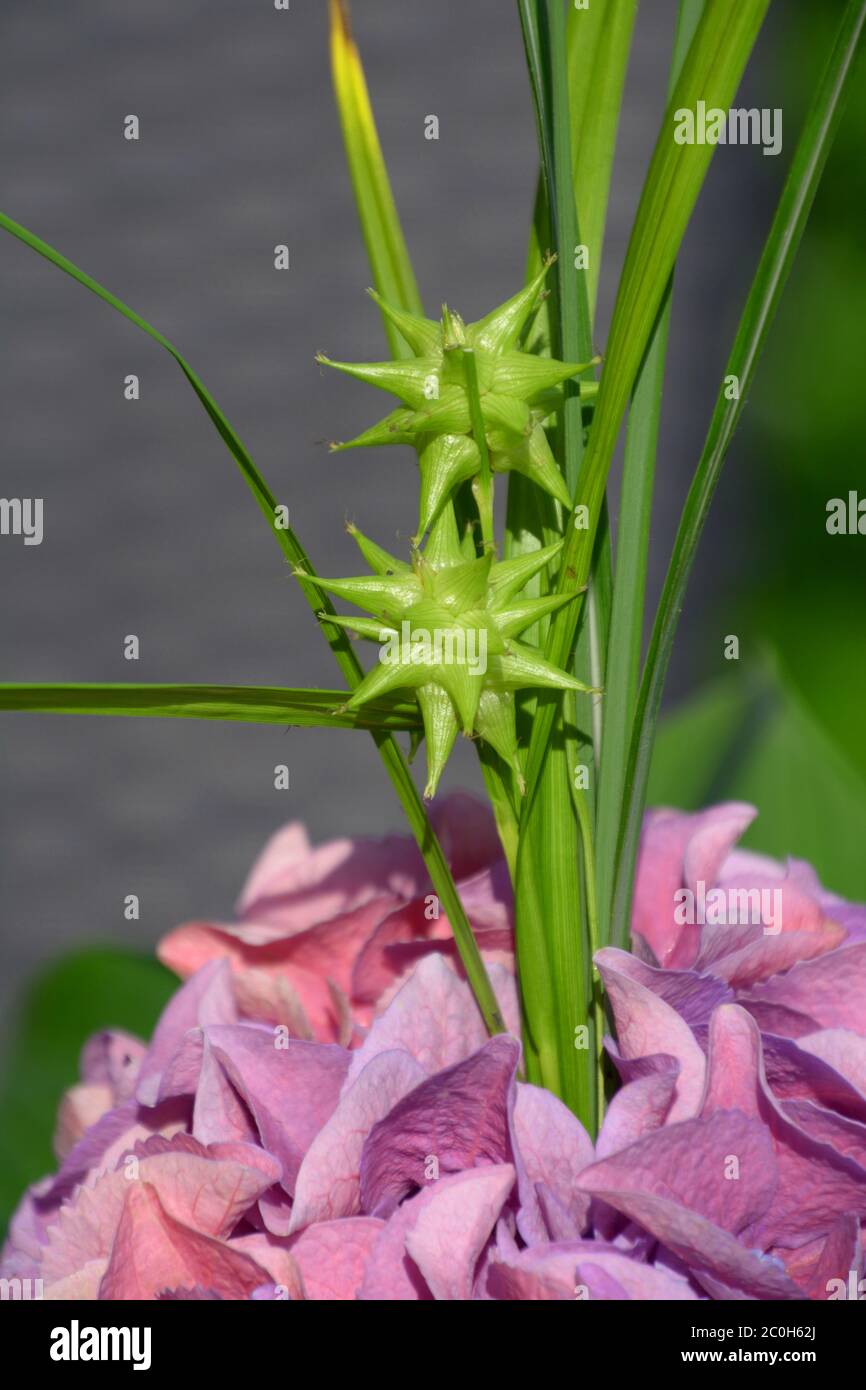 carex grayi abstract flowering plant in full sun garden Stock Photo