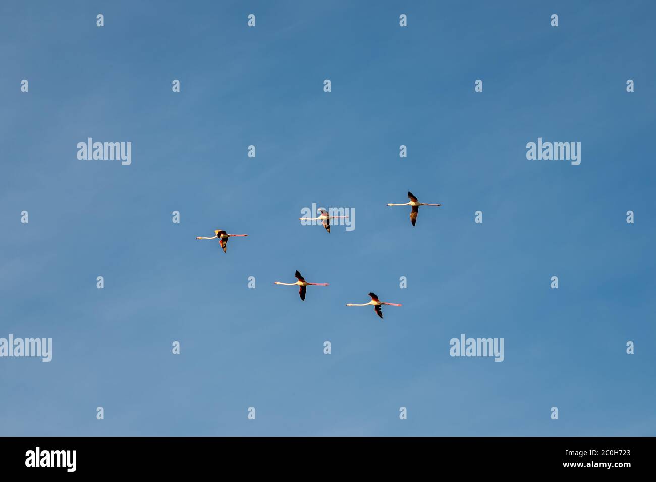 Flamingos flying in the blue sky. Stock Photo