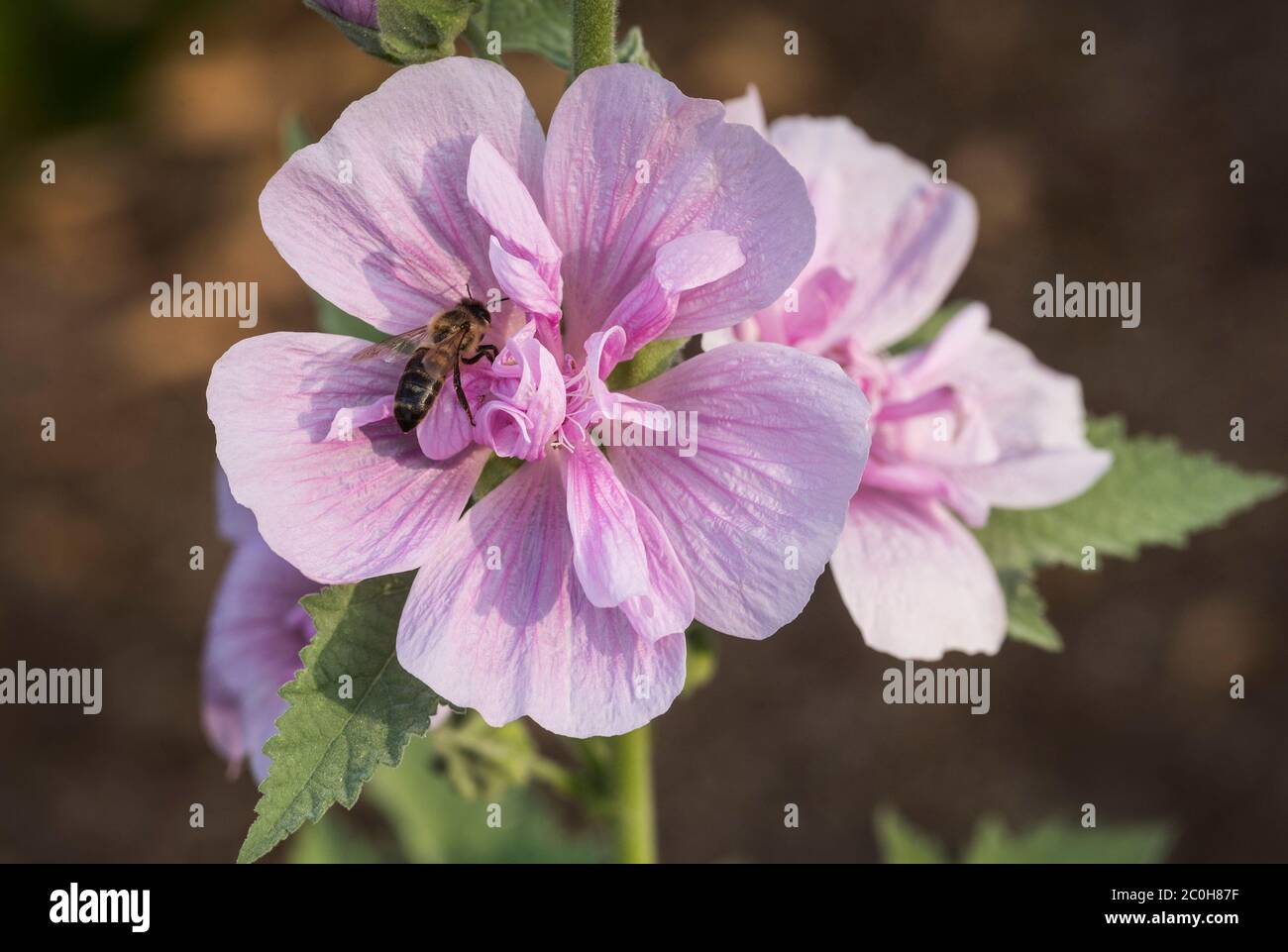 Delicate pink Shrubby Hollyhock - Alcalthaea suffrutescens 'Park Rondell' flower being pollinated by a bee. Stock Photo