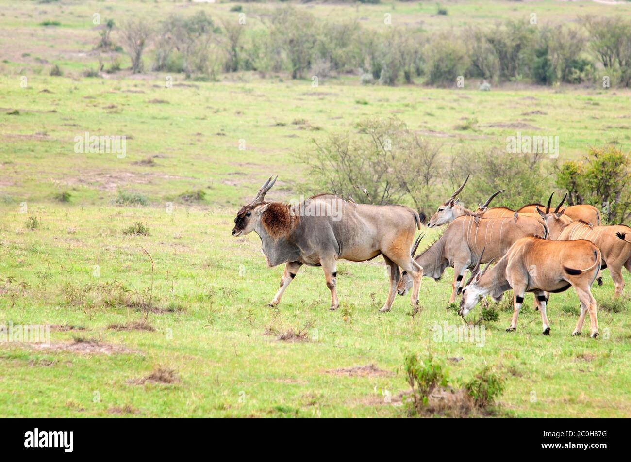 Flock of common elands, Taurotragus oryx, with a big male grazing in grassland at Masai Mara National Reserve. Kenya. Africa. Stock Photo
