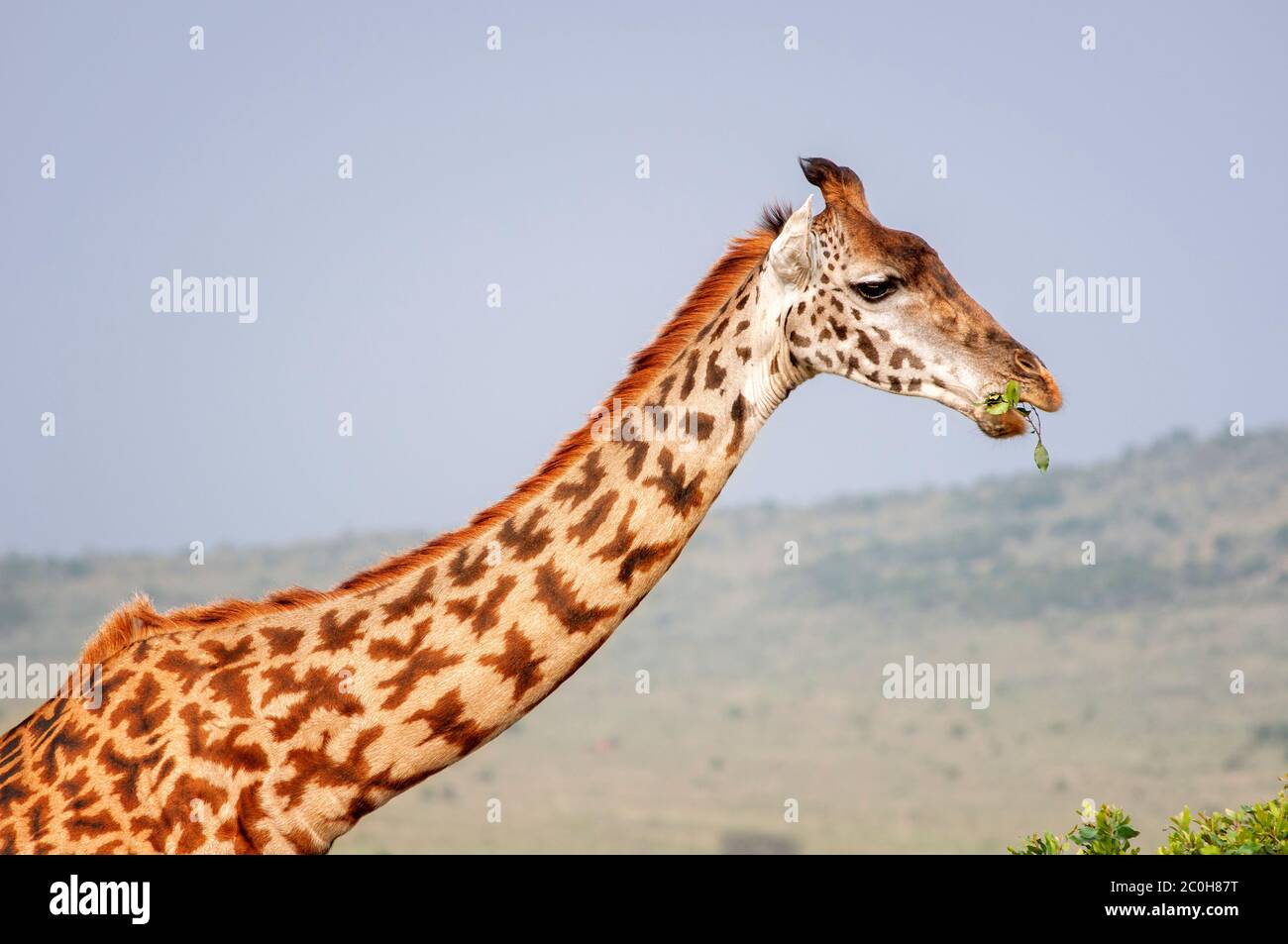 Masai Giraffe, Giraffa camelopardalis, in Masai Mara National Reserve. Kenya. Africa. Stock Photo