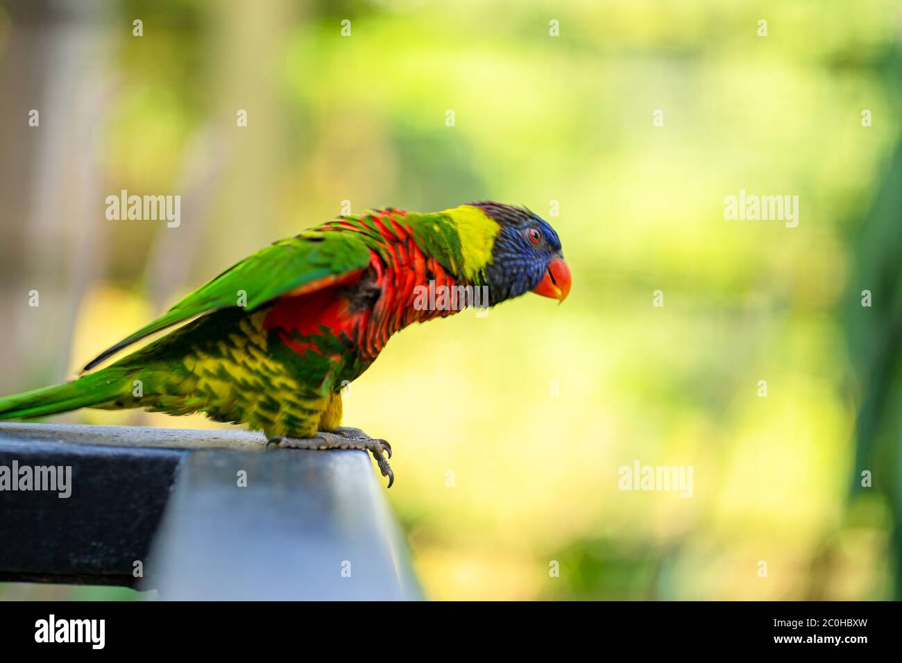 Rainbow Lorikeet parrots in a green park. Bird park, wildlife Stock