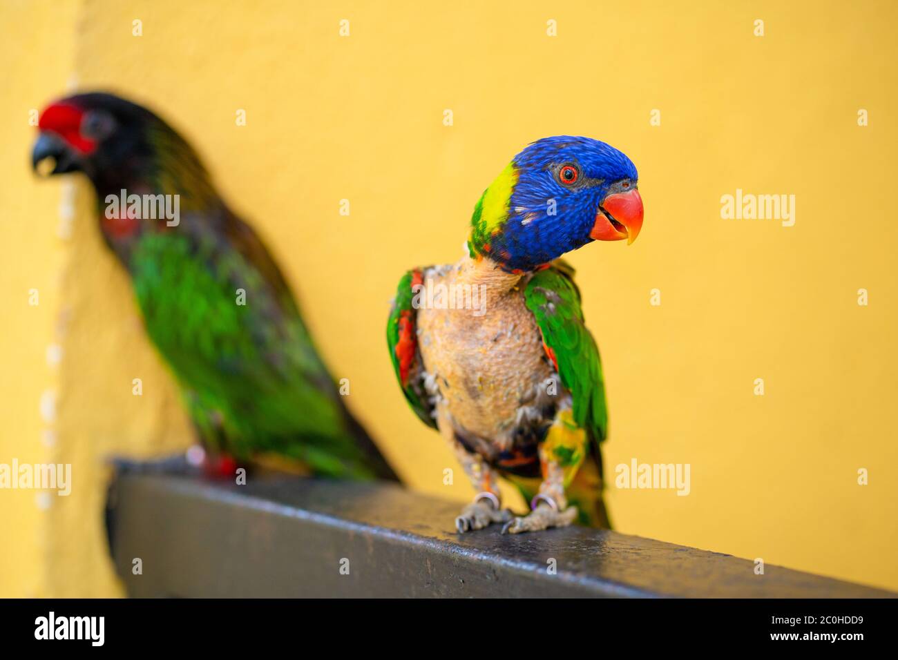Mating games Rainbow Lorikeet. A faded parrot sticks to a female. Stock Photo