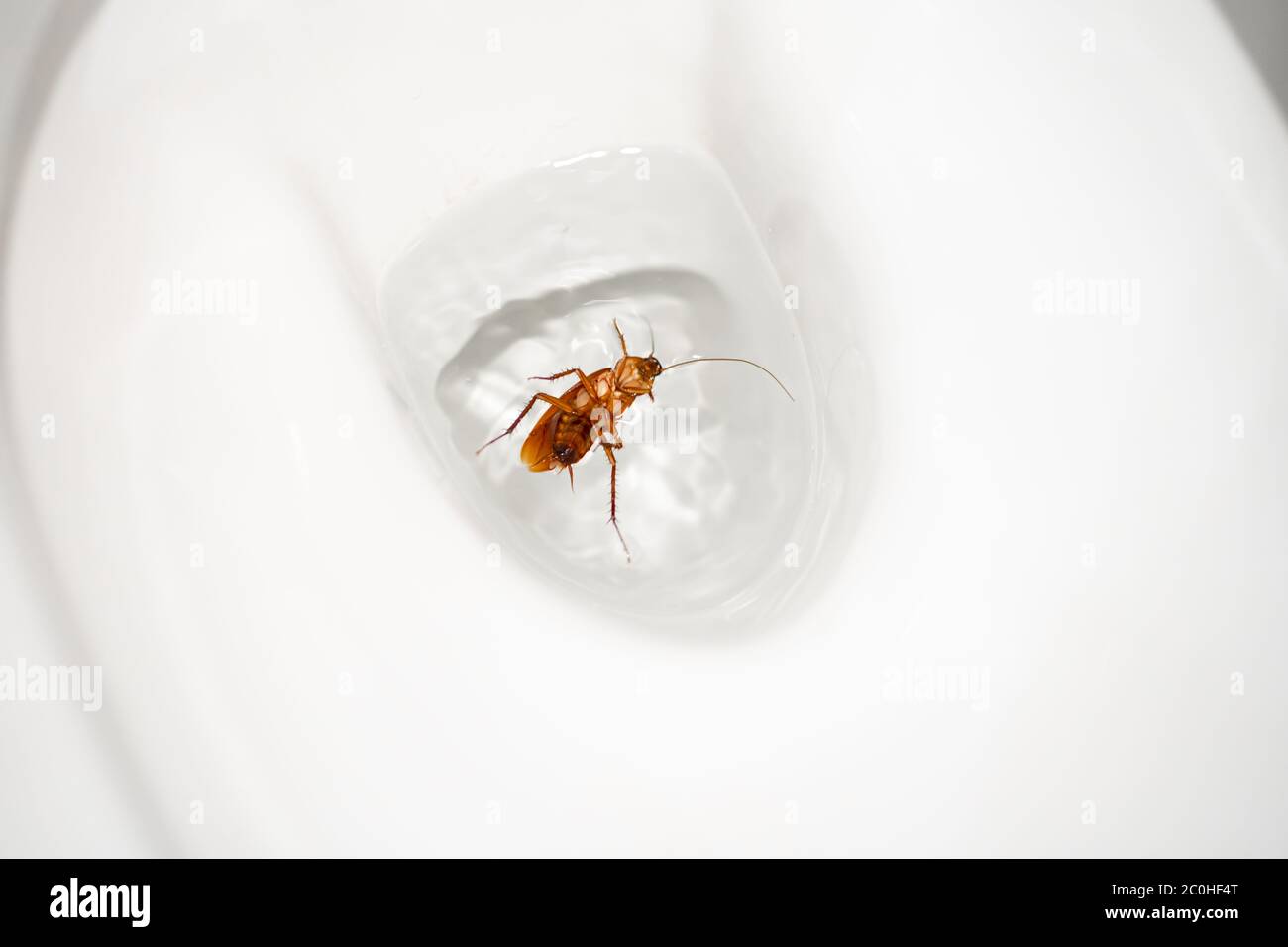 Huge cockroach in the toilet. Insect pests in the house. Get rid of cockroaches Stock Photo Alamy