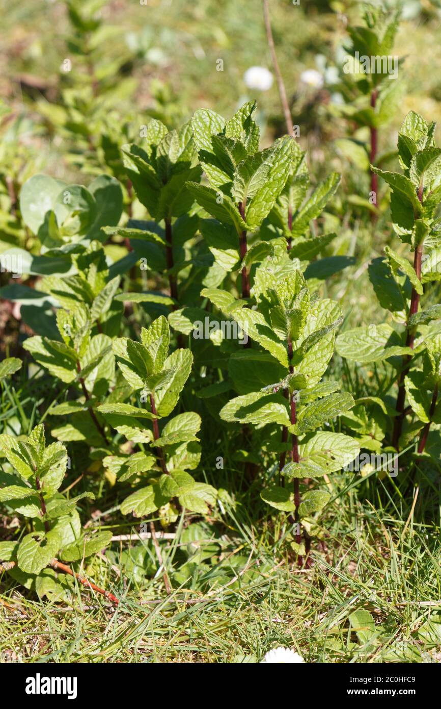 Mint plant in a vegetable garden during spring Stock Photo