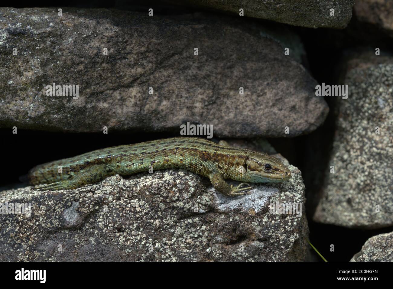 Common Lizard ,Viviparous lizard on a dry stone wall Stock Photo
